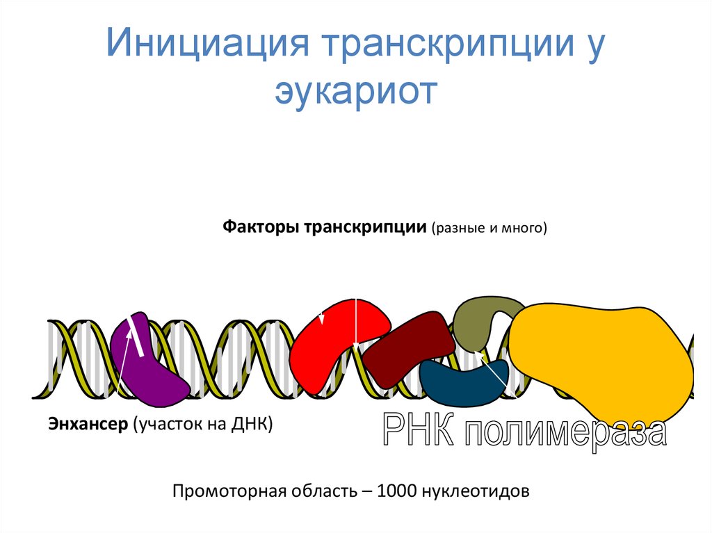 Транскрипция инициация элонгация терминация. Транскрипция это в генетике. Процесс транскрипции. Схема процесса транскрипции проймаза. Описание процесса транскрипции