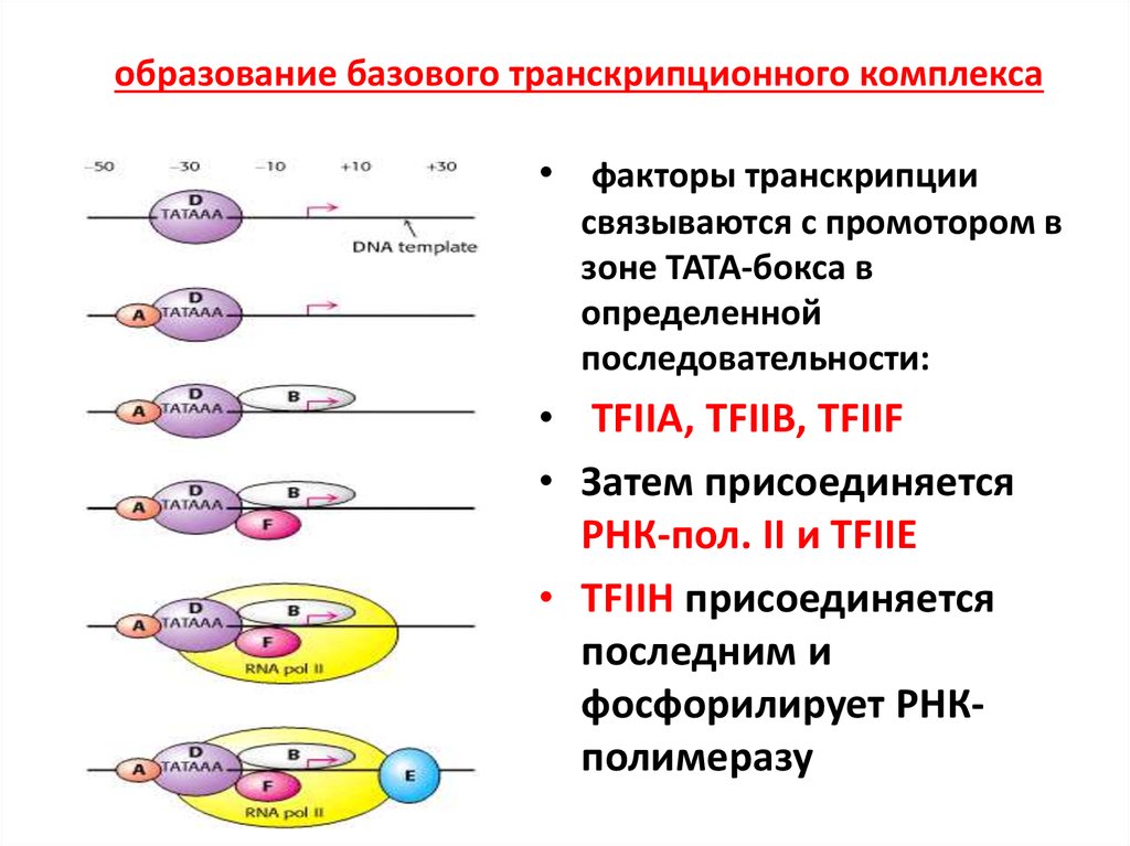 Транскрипция в генетике это