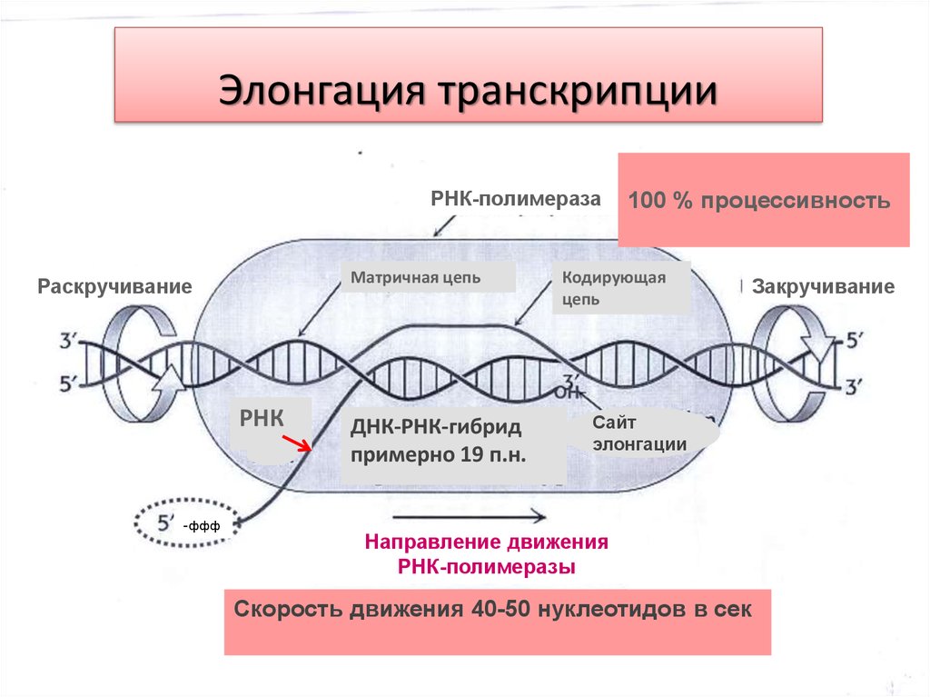 Кодирующая днк. Механизм транскрипции ДНК. Элонгация синтеза ДНК. РНК-полимераза катализирует процесс. Механизм процесса транскрипции.