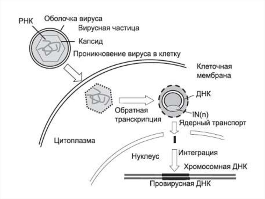 Жизненный цикл вирусов схема. Схема жизненного цикла ретровируса. Стадию жизненного цикла ретровируса. Жизненный цикл аденовируса схема. Жизненный цикл РНК вируса схема.