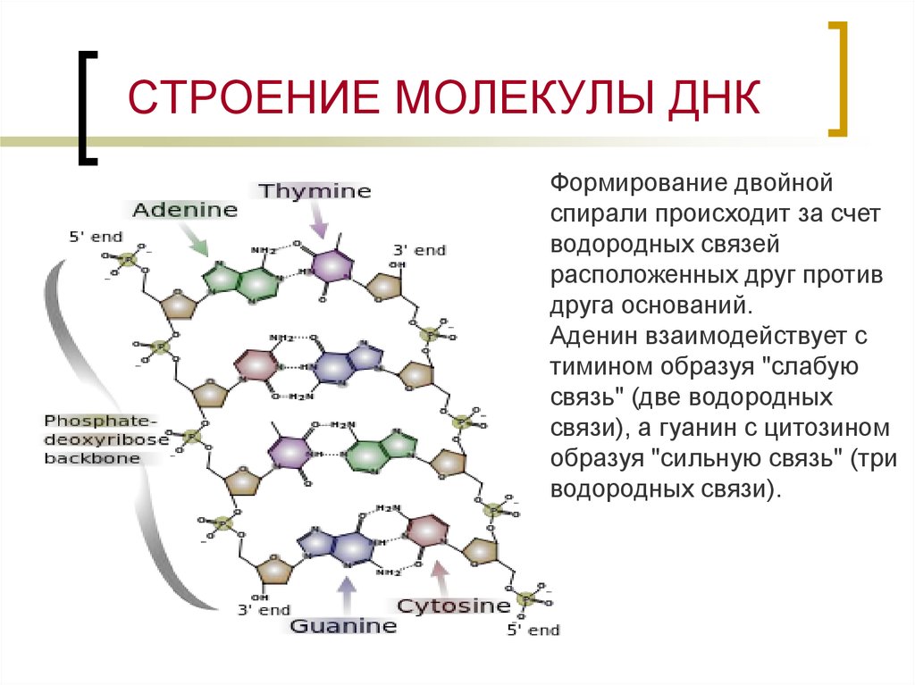 Структура днк связи. Принципы построения молекулы ДНК. Структура молекулы ДНК. ДНК состав строение. Строение молекулы ДНК.