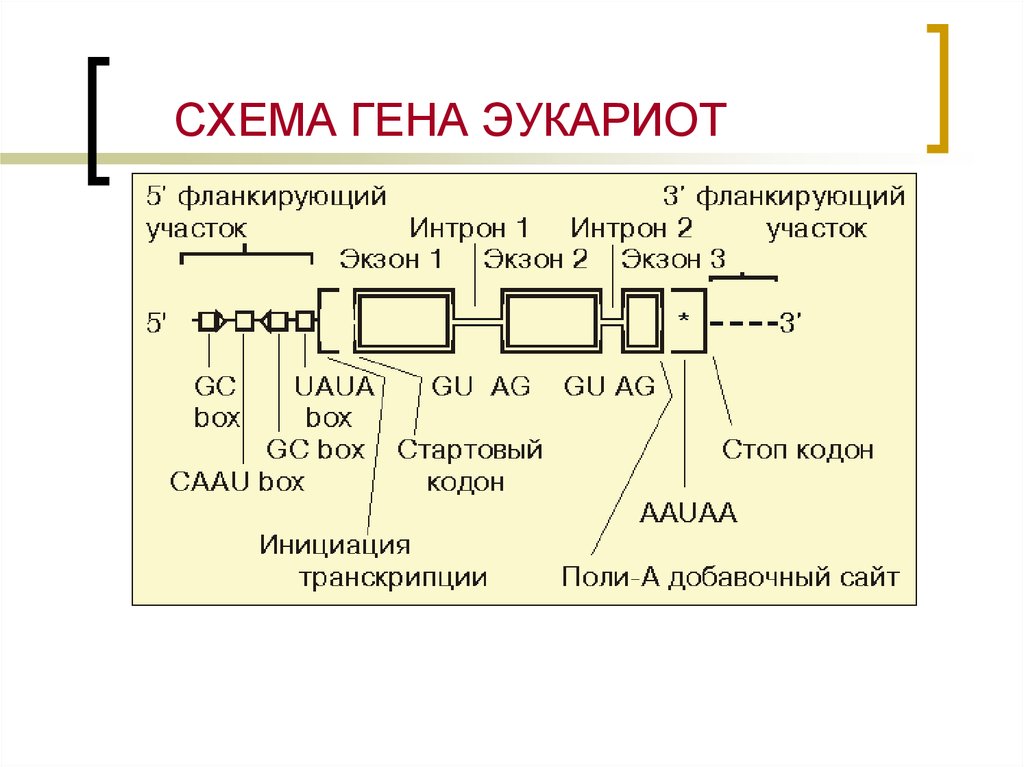 Участки структурного гена. Схема строения Гена эукариот. Организация генома эукариот схема. Структурная организация Гена эукариот. Строение структурного Гена эукариот.