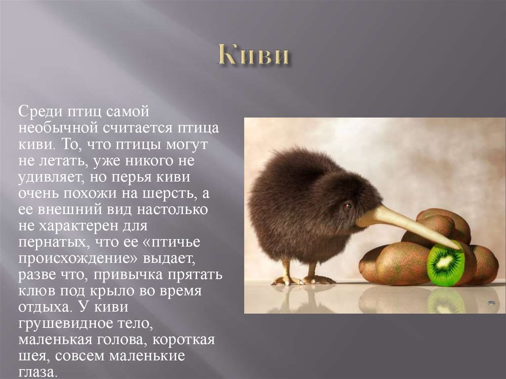 Проект на тему птица киви