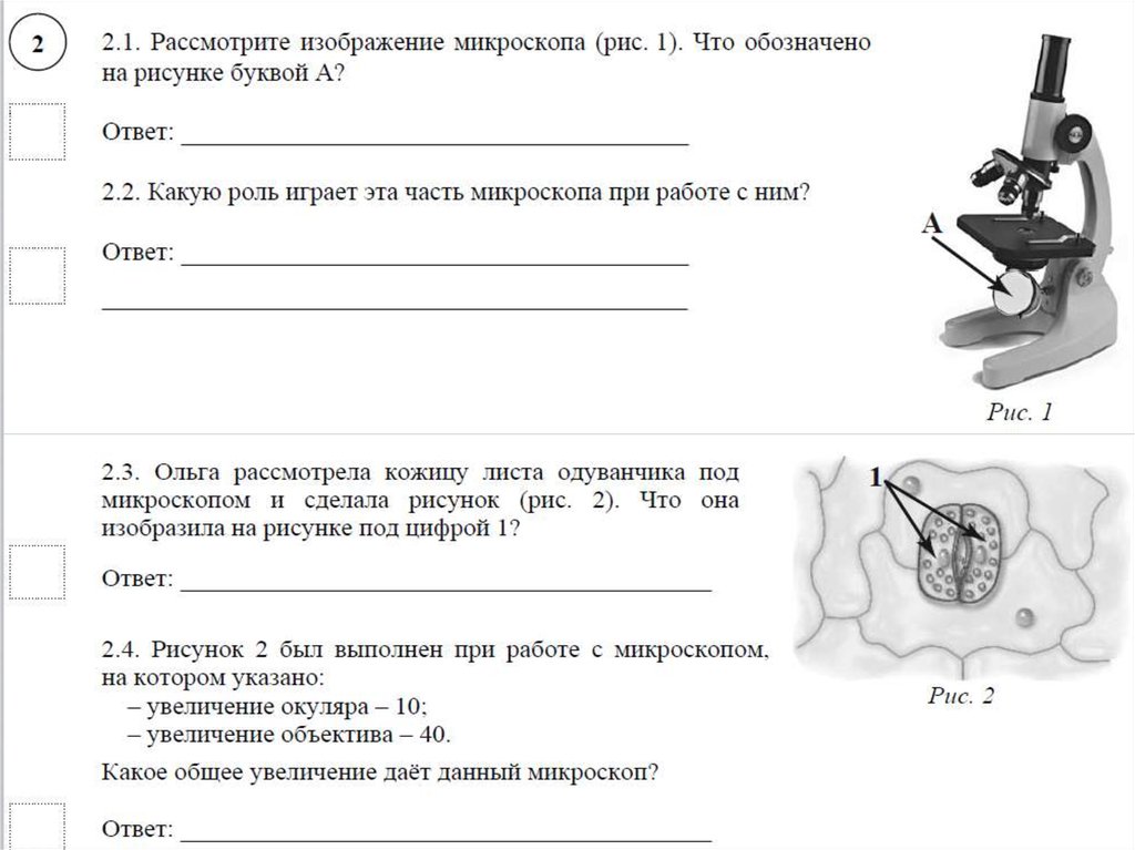 Рассмотри рисунок кожицы листа одуванчика под микроскопом что изображено под цифрой 2