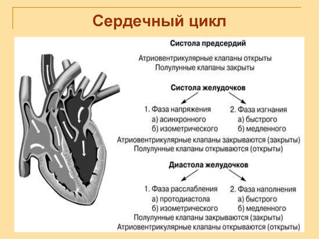 Систола левого предсердия. Цикл сердечной деятельности схема. Сердечный цикл физиология клапаны. Систола желудочков фаза напряжения створчатые клапаны. Фазы сердечного цикла схема физиология.