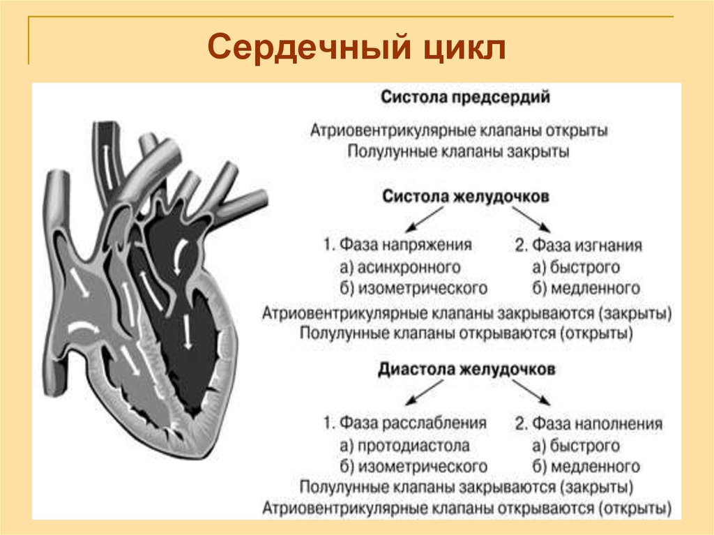 Сокращение предсердий полулунные клапаны. Цикл сердечной деятельности схема. Сердечный цикл физиология клапаны. Диастола желудочков физиология. Сердечный цикл физиология систола.