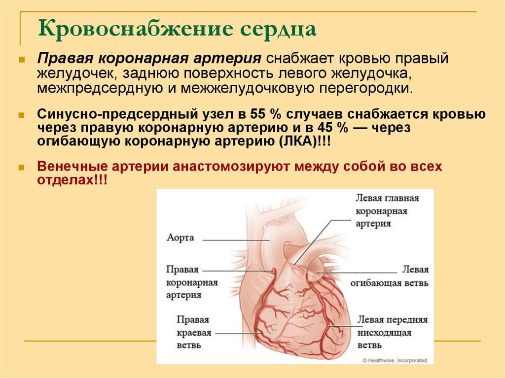 Кровообращения передней. Коронарные артерии кровоснабжают. Рассыпной Тип кровоснабжения сердца у детей. Венечные артерии обеспечивающие кровоснабжение. Типы кровоснабжения сердца анатомия.