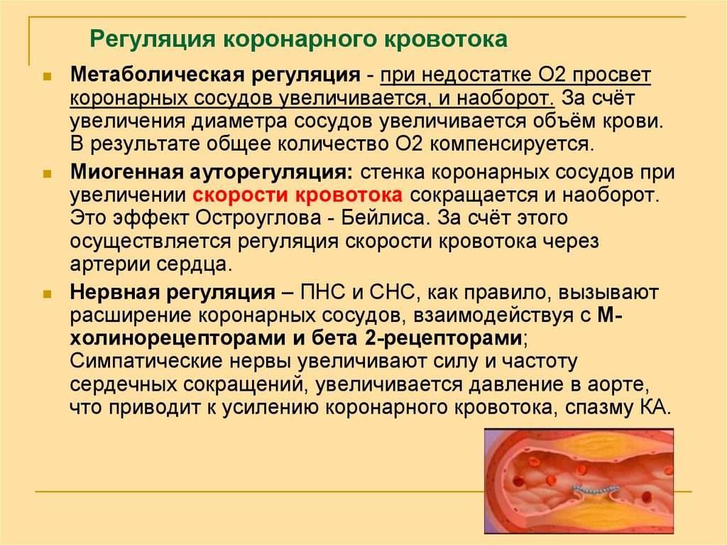 Регулировать кровообращения. Регуляция коронарного кровотока. Саморегуляция коронарного кровотока. Механизмы регуляции коронарного кровотока. Регуляция кровотока в коронарных артериях..