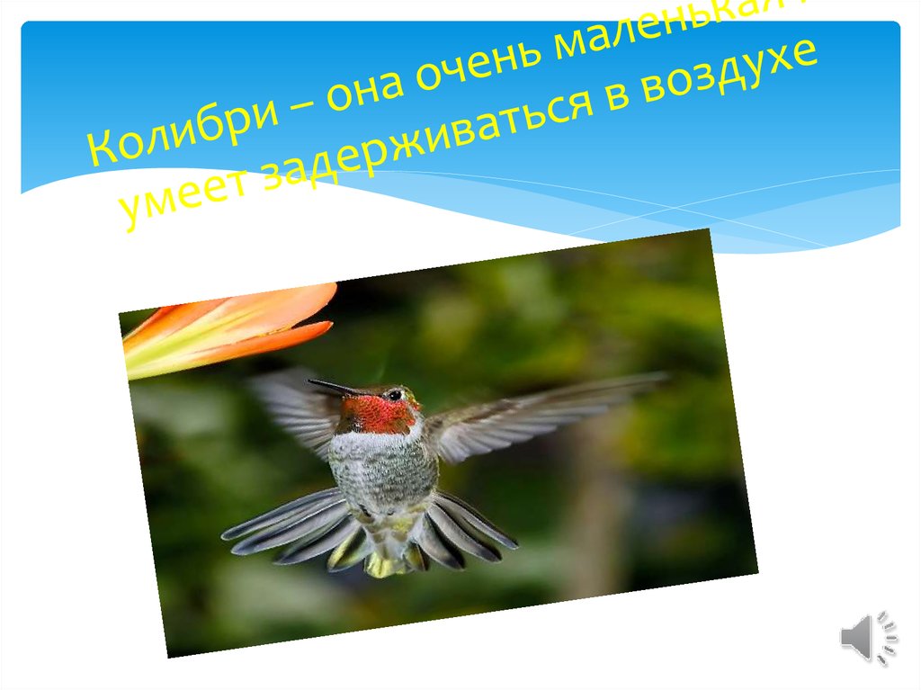 Колибри – она очень маленькая и умеет задерживаться в воздухе