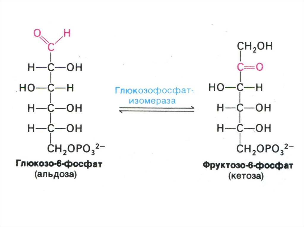 Фруктозо 6 дифосфат. Глюкозо 6 фосфат в фруктозо 6 фосфат. Превращение фруктозо-6-фосфата во фруктозо-1.6-дифосфат. Реакция глюкозо 6 фосфат фруктозо 6 фосфат. Превращение фруктозо-1.6-дифосфата во фруктозо-6-фосфат.