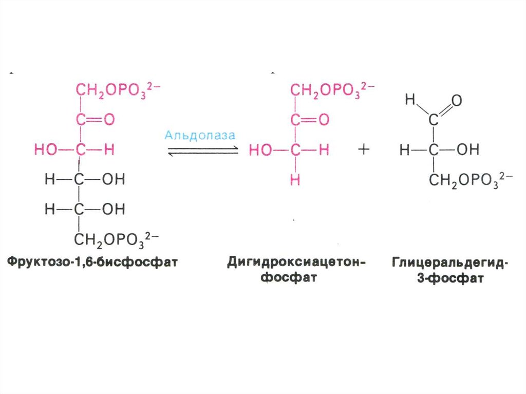 Фруктозо 6 дифосфат. Глицеральдегид 3 фосфат фруктозо 1,6 Биофосфат. Фруктозо 1 фосфат в глицеральдегид. Фруктозо-6-фосфоальдолаза. Фруктозо 1 6 дифосфат альдолаза.