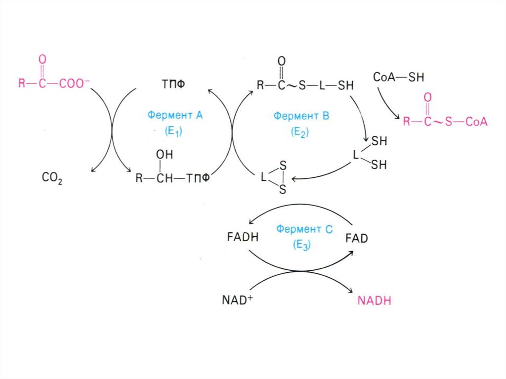 Окисление пирувата. ТПО фермент.