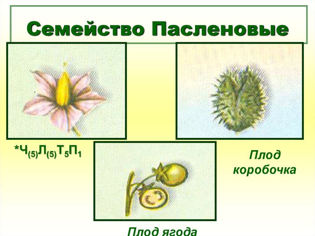 Рисунок плода пасленовых