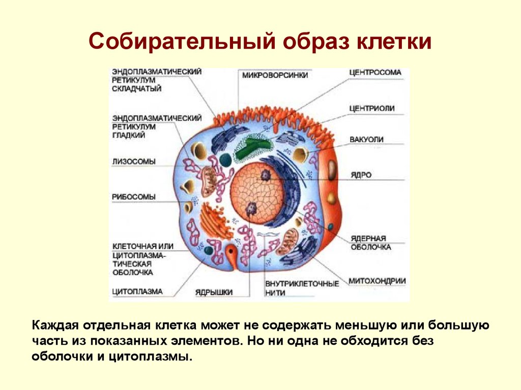 В какой клетке находится цитоплазма. Клетка человека. Внутренности клетки. Внутренности человеческой клетки. Оболочка клетки человека.