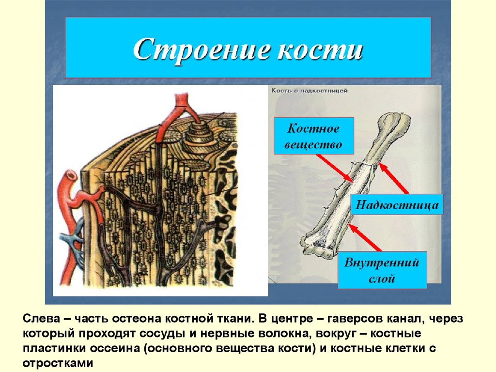 Чем покрыта кость снаружи. Строение костей состав костей. Строение костей 8 класс биология. Состав кости надкостница. Костное вещество это в биологии.