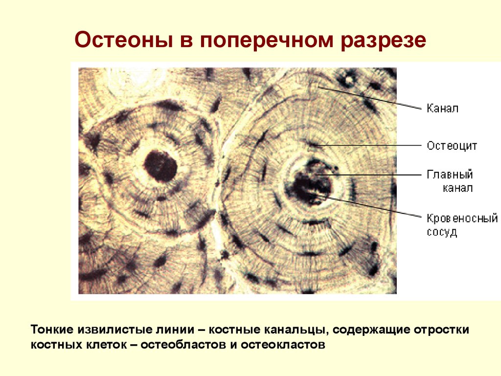 Клетка кости рисунок. Соединительная ткань костная Остеон. Строение остеона костная ткань. Поперечный срез костиэ\. Поперечный срез костной ткани.