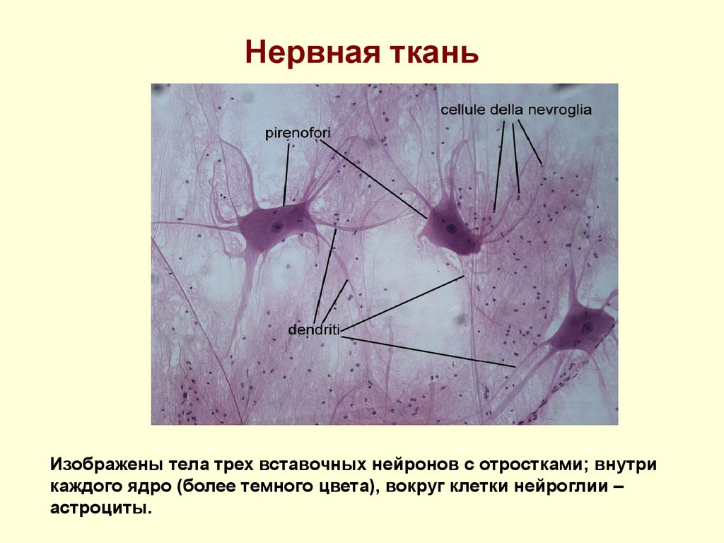 Свойства нервной ткани