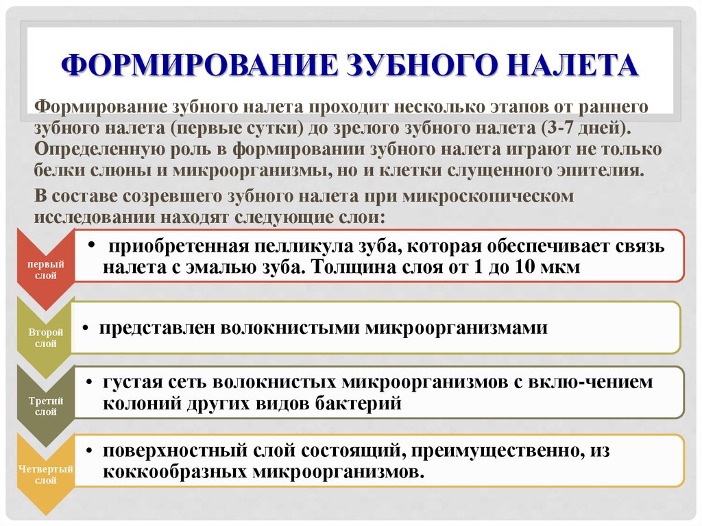 В ходе формирования. Формирование зубного налета. Механизм образования зубного налета. Этапы формирования зубного налета. Этапы формирования зубной бляшки.