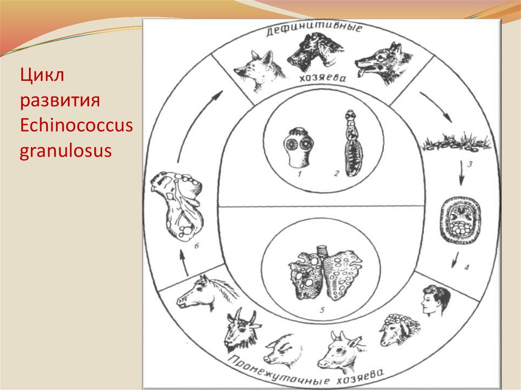 Развитие эхинококка схема