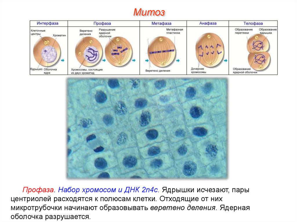 Профаза митоза сколько хромосом. Профаза набор хромосом. Профаза митоза набор хромосом. Митоз метафаза 1. Профаза 2 митоза набор хромосом.