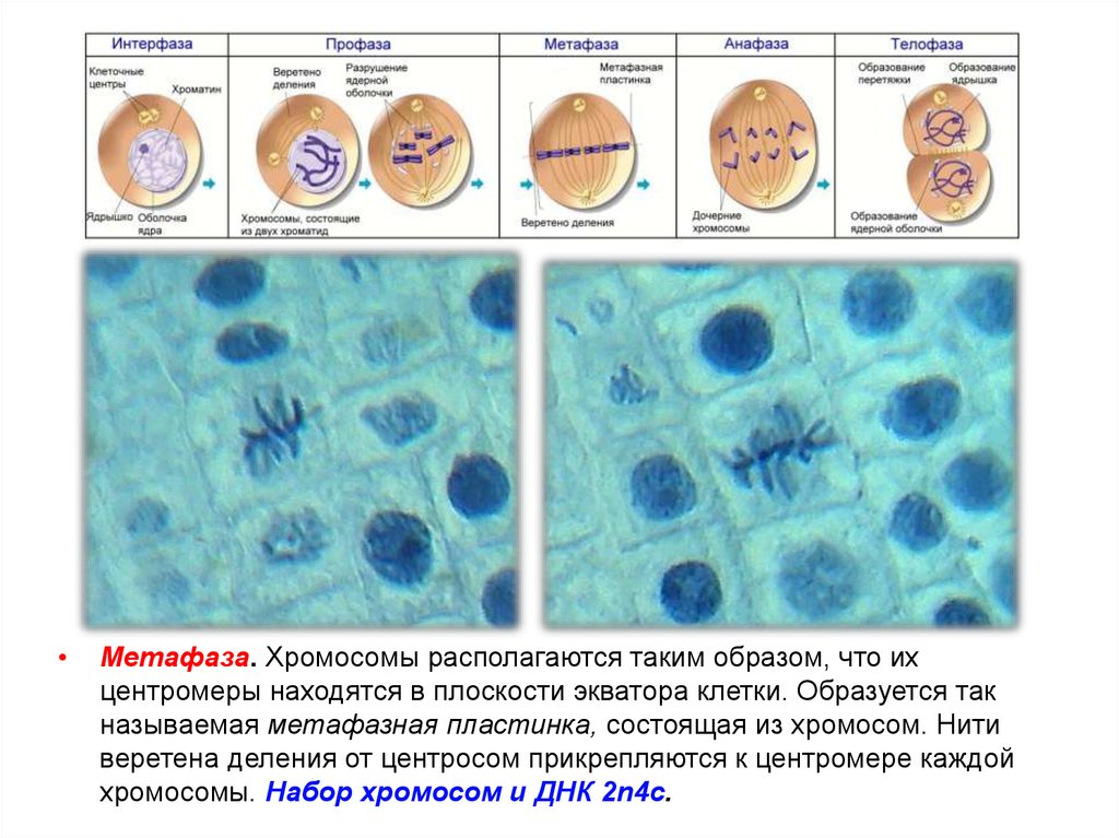 Кончик корня набор хромосом