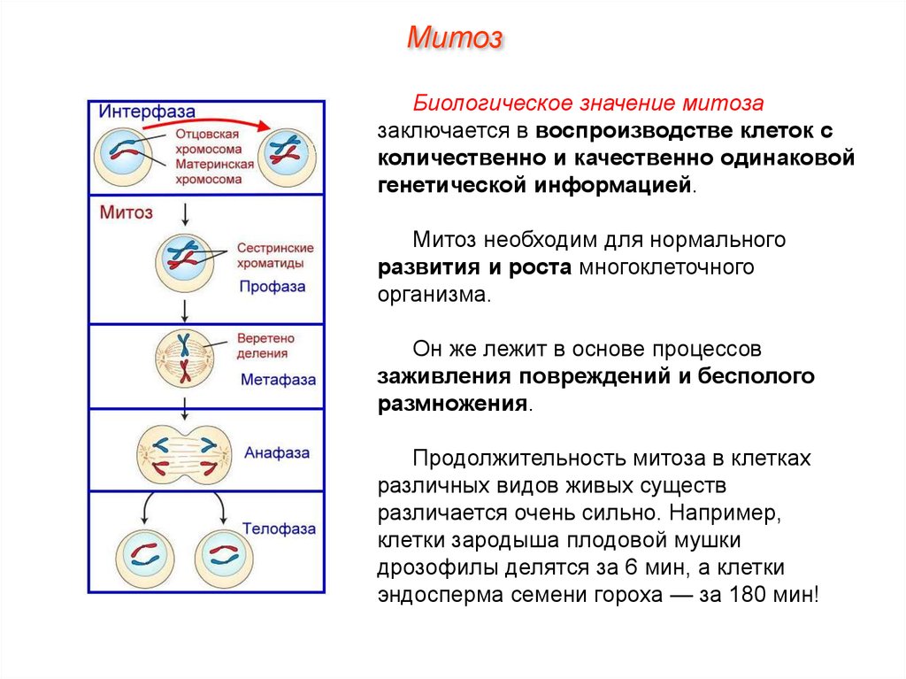 Установите последовательность стадий деления клетки. Размножение клеток митоз схема. Схема интерфазы митоза. Размножение клетки митоз и его фазы. Интерфаза митоза процессы.