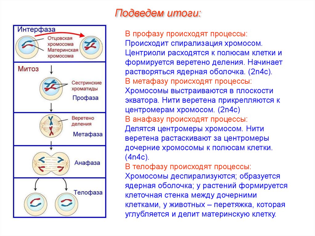 Деление клетки какая область ботанической науки. Фаза деления клетки 4n4c. Схема стадии интерфазы и митоза. Процесс деления клетки профаза. Митоз фазы митоза и процессы.