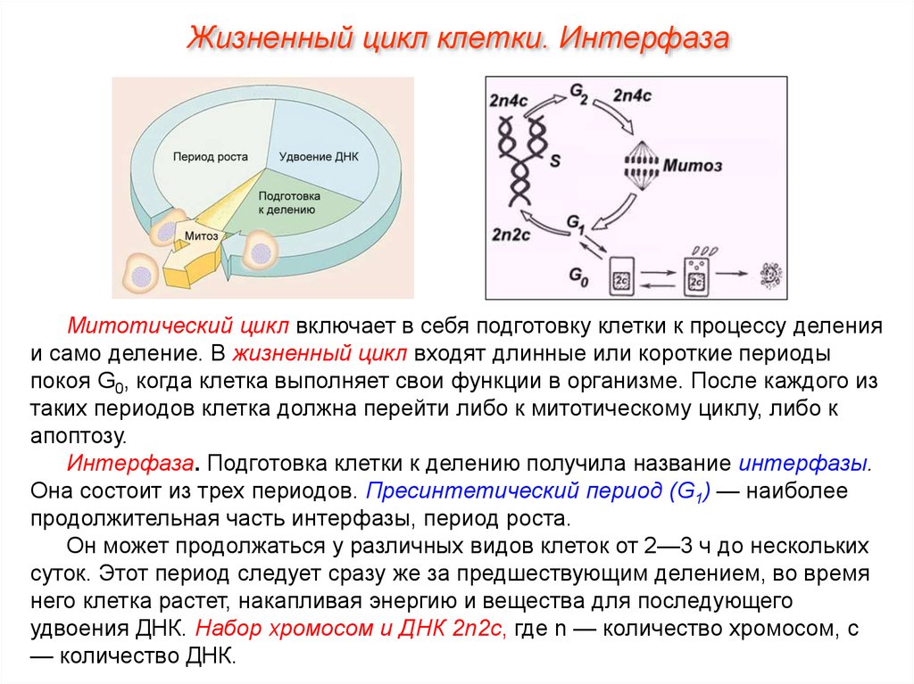 Дать характеристику жизненного цикла клетки. Жизненный цикл методический циал клеткм. Клеточный митотический цикл клетки периоды. Митотический цикл клетки интерфаза и ее периоды. Жизненный цикл клетки. Интерфаза, ее периоды..