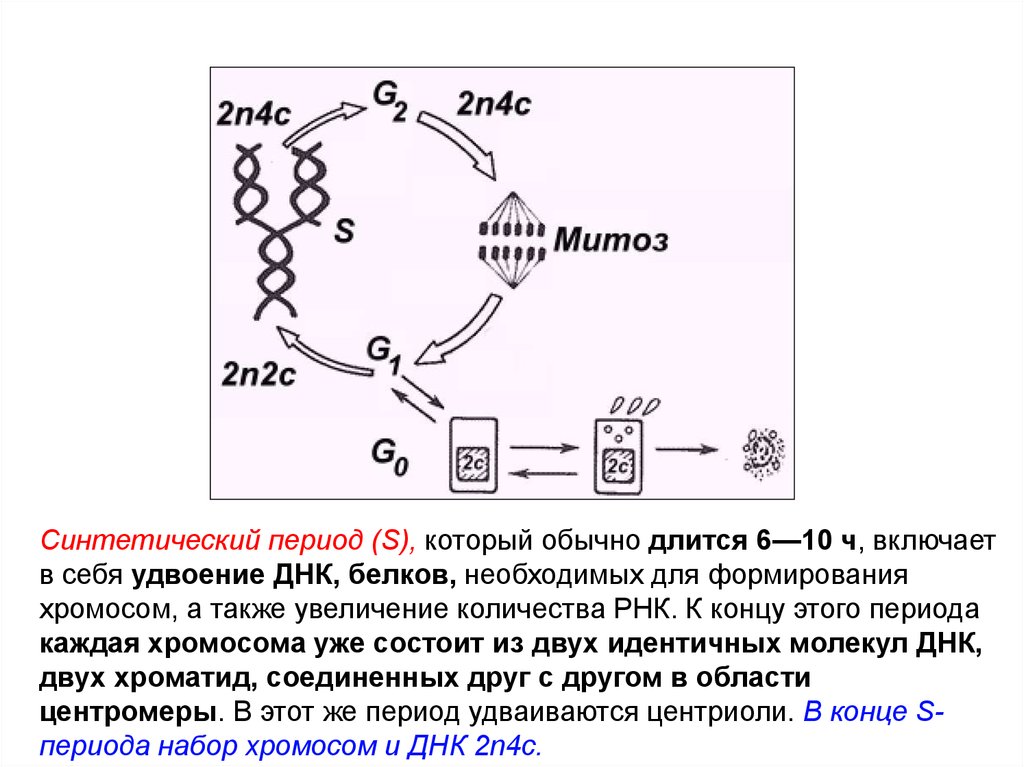Удвоение количества днк. Синтез ДНК митоз. Удвоение хромосом происходит в периоде клеточного цикла. Хромосомный набор в синтетическом периоде. Митоз Синтез РНК.
