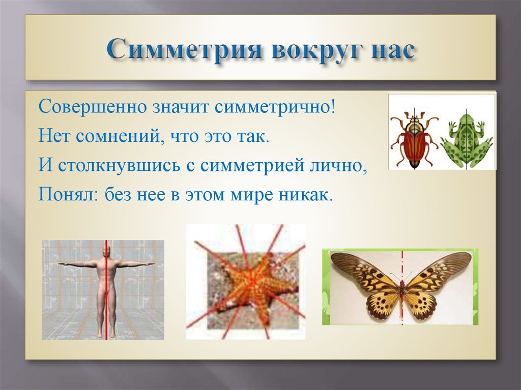Тип симметрии комара. Симметрия вокруг нас. Симметрия вокруг нас в природе. Презентация на тему симметрия. Симметрия вокруг нас темы.