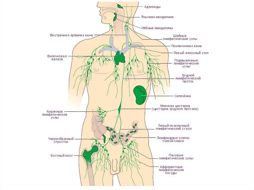 Иммунная и лимфатическая система презентация