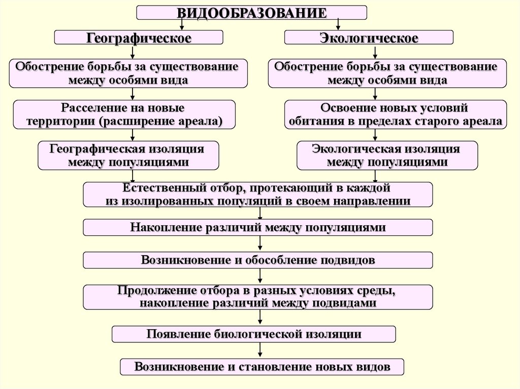 Пользуясь рисунком определите способ изоляции который привел к появлению трех родственных подвидов