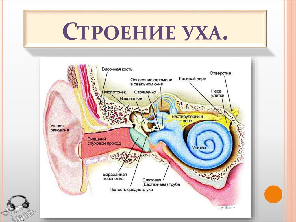 Строение слухового анализатора. Строение слухового анализатора анатомия. Слуховой анализатор строение внутреннего уха. Схема слухового анализатора анатомия. Строение слухового анализатора человека анатомия.