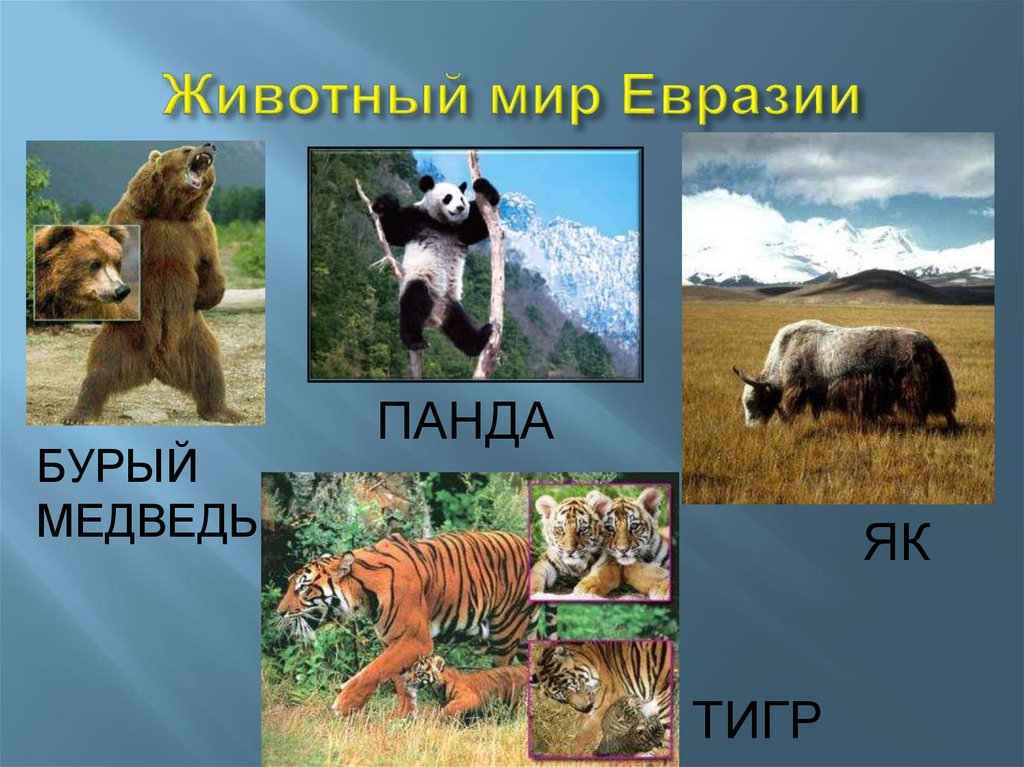 Кто живет в евразии. Животные Евразии. Животные и растения Евразии. Животные материка Евразия. Растительный и животный мир Евразии.