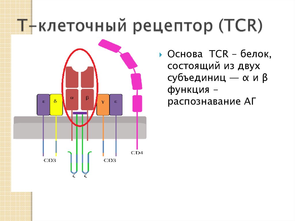 Влияние ксенона на клетки и рецепторы