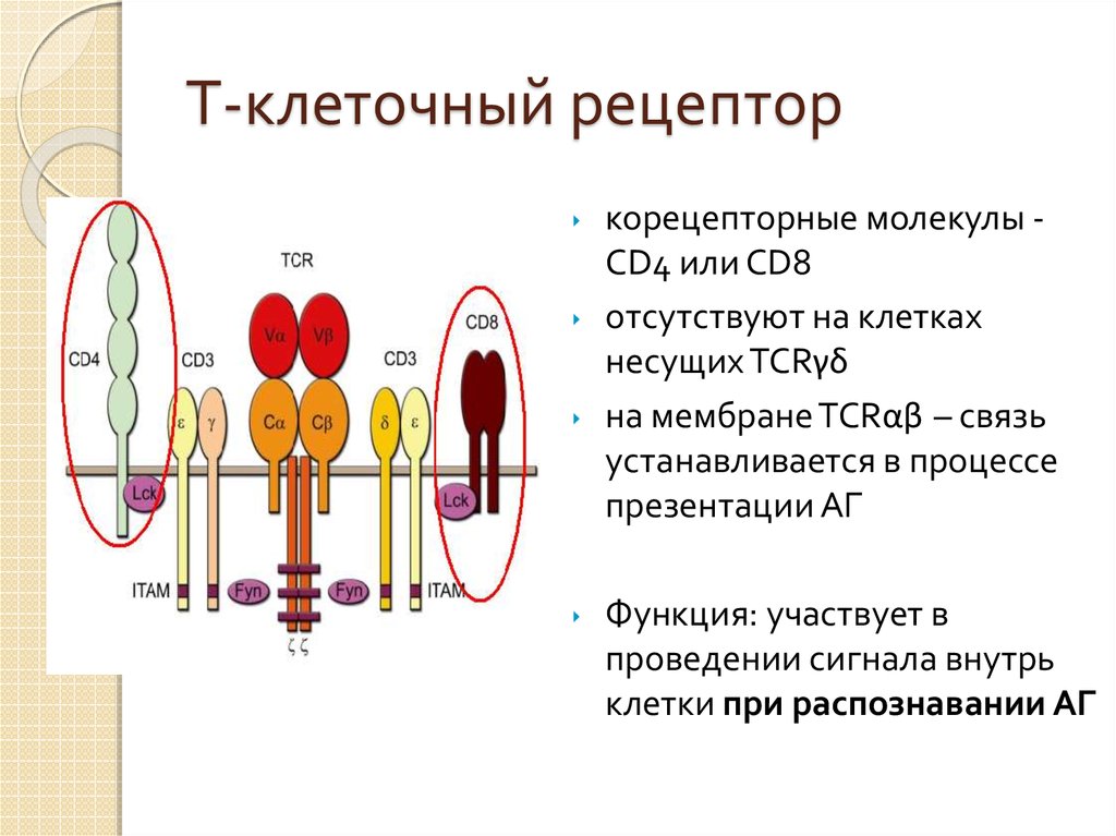 Рецепторами являются. Функция т клеточного рецептора. Строение t клеточного рецептора. Т клеточный Рецептор строение иммунология. Т клеточные рецепторы схема строения.