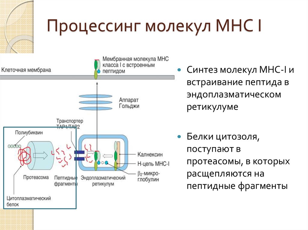 Процессинг синтез. Процессинг молекул МНС. Процессинг антигенов MHC 1 встраивание пептидов в mhc1. Процессинг молекул MHC. Процессинг эндогенных антигенов.