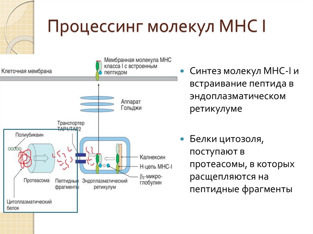 Механизм процессинга и презентации экзогенных и эндогенных антигенов