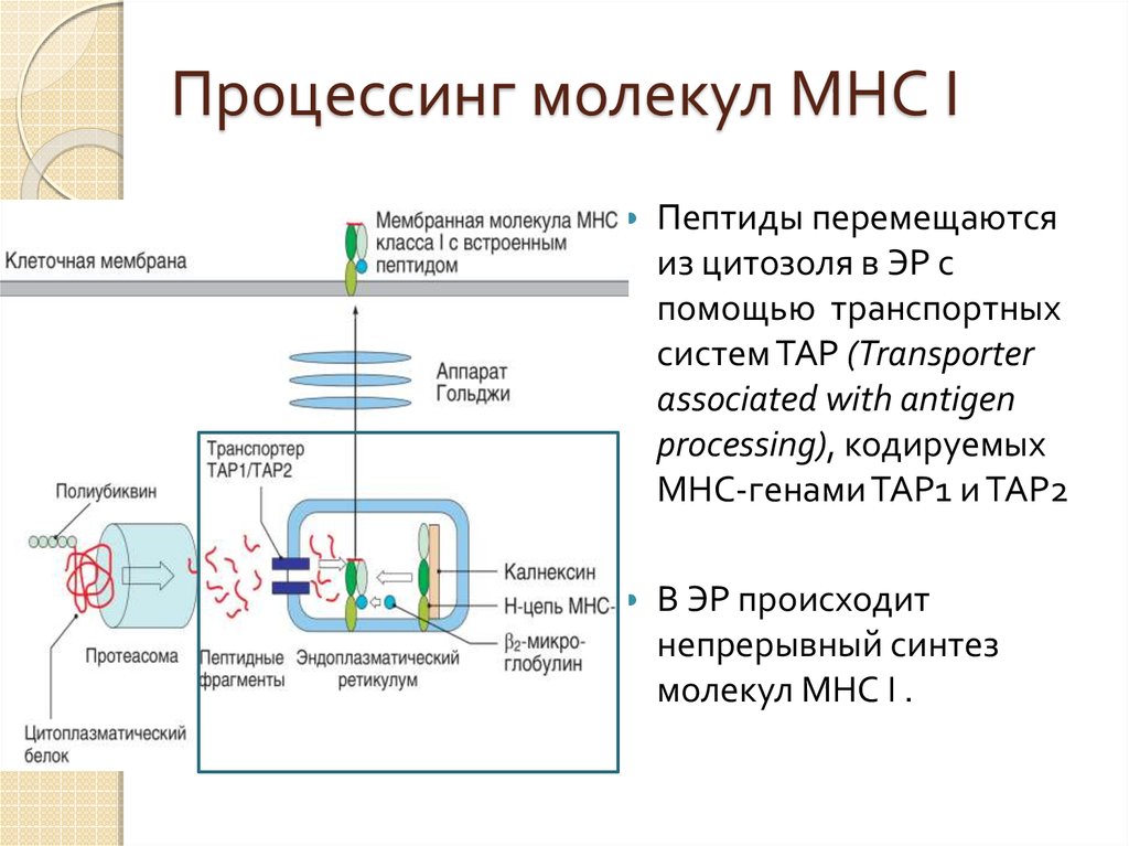 Процессинг синтез. Процессинг молекул МНС. Процессинг АГ для MHC 1. Процессинг антигена для МНС 1. Процессинг MHC 2.