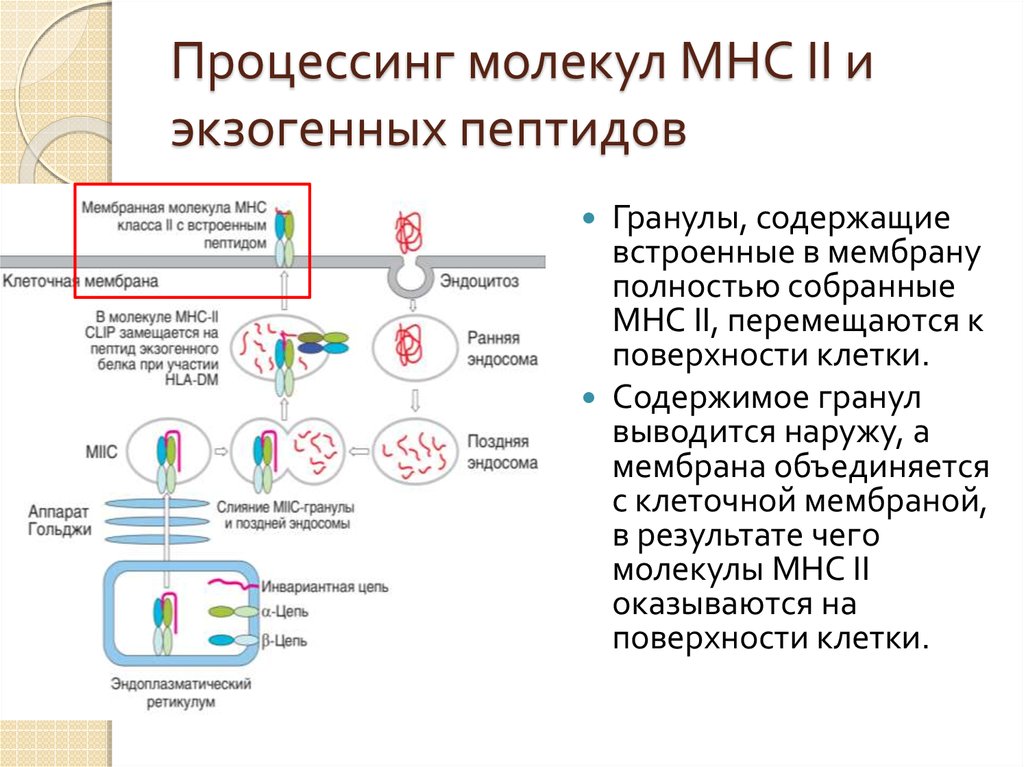 Механизм процессинга и презентации экзогенных и эндогенных антигенов