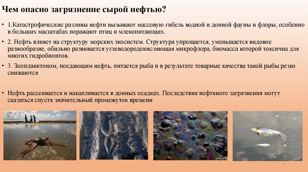 Гибнут какое время. Последствия загрязнения нефтью. Последствия загрязнения воды нефтью. Загрязнение нефтью фауны. Экологические последствия нефтяного загрязнения.