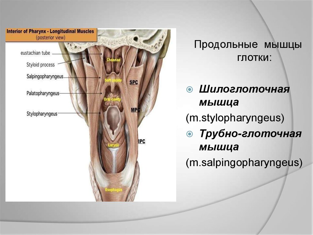 Небно глоточная мышца. Констрикторы глотки анатомия. Мышцы глотки. Продольные мышцы глотки. Шилоглоточная мышца.