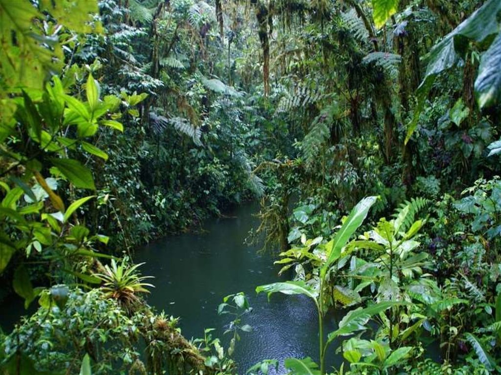 Что такое влажный экваториальный лес. Растения сельвы Южной Америки. Гилея Южной Америки это. Лес сельвы Южной Америки. Гилея в Африке.