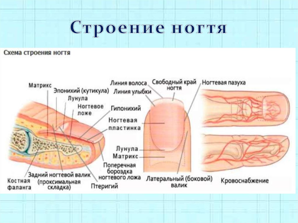 Строение ногтя. Строение ногтевой пластины теория. Послойное строение ногтевой пластины. Срез кутикулы аппаратом схема. Строение ногтевой пластины анатомия.