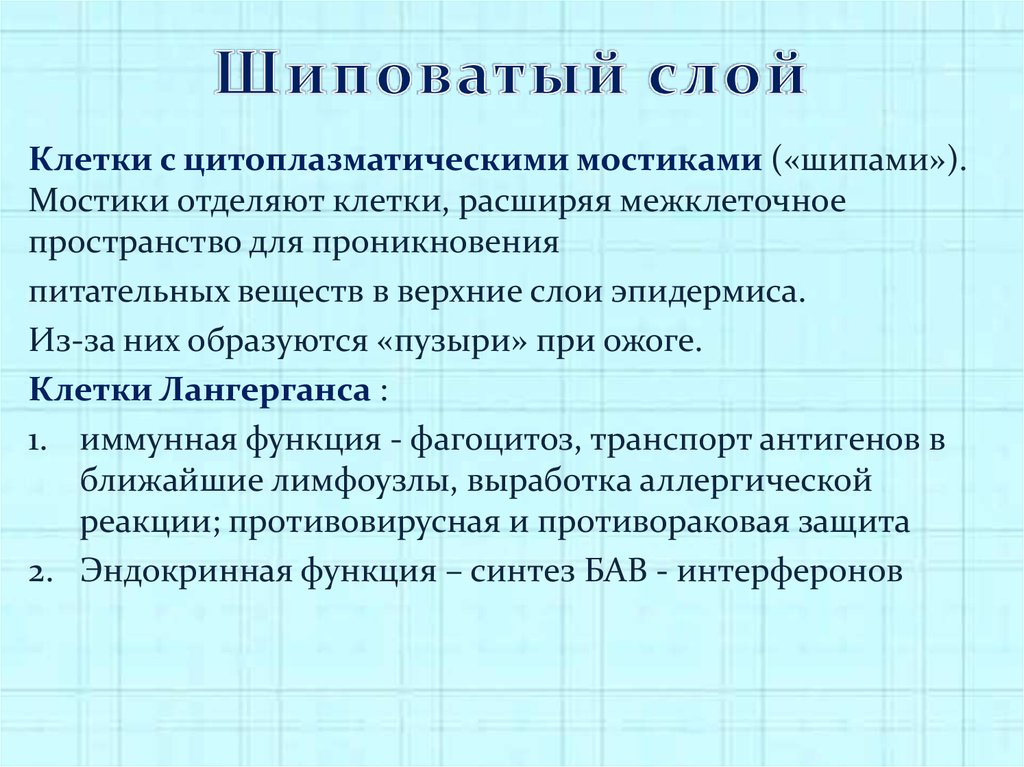 Является слоем. Шиповатый слой функции. Шиповатый слой кожи функции. Шиповатый слой эпидермиса функции. Шиповатый слой строение.