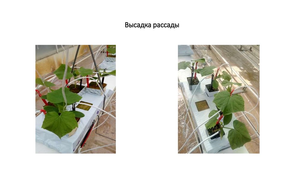 Высадка рассады