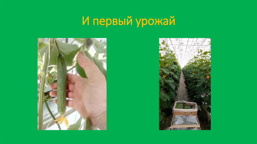 И первый урожай