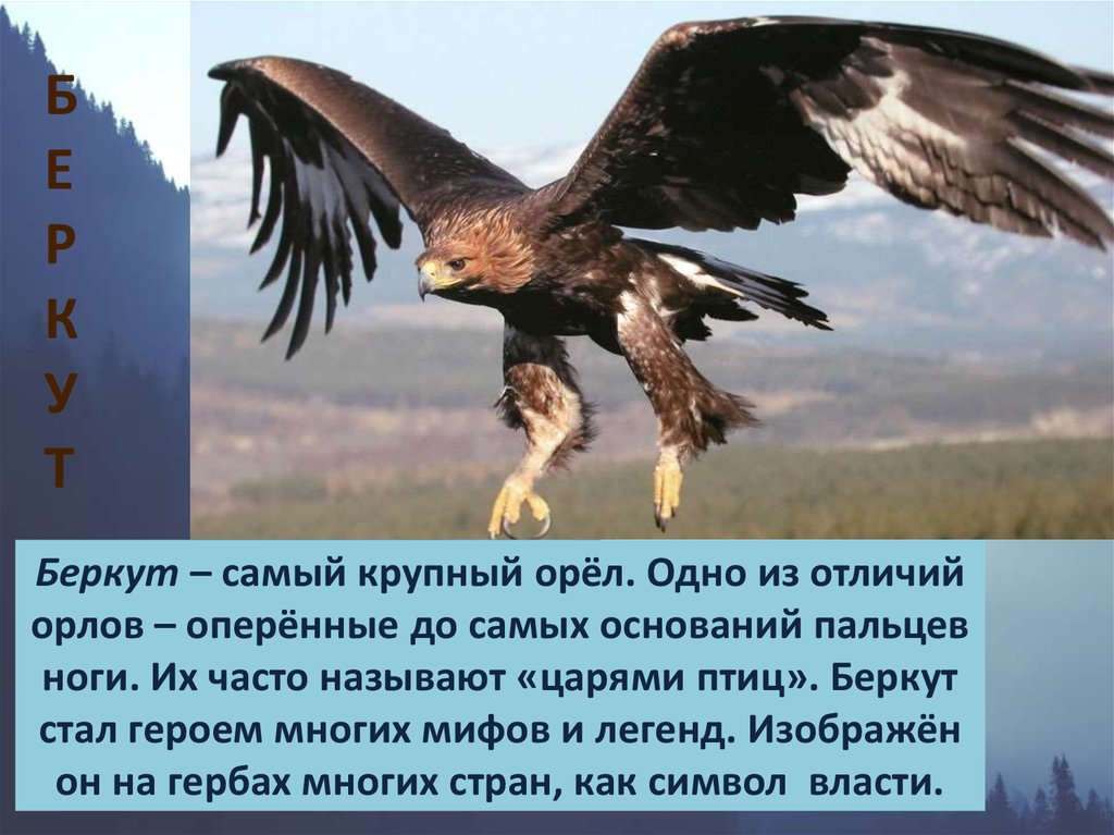Сообщение об орле. Огромная хищная птица. Интересные факты о орлах. Орел из красной книги. Описание орла.