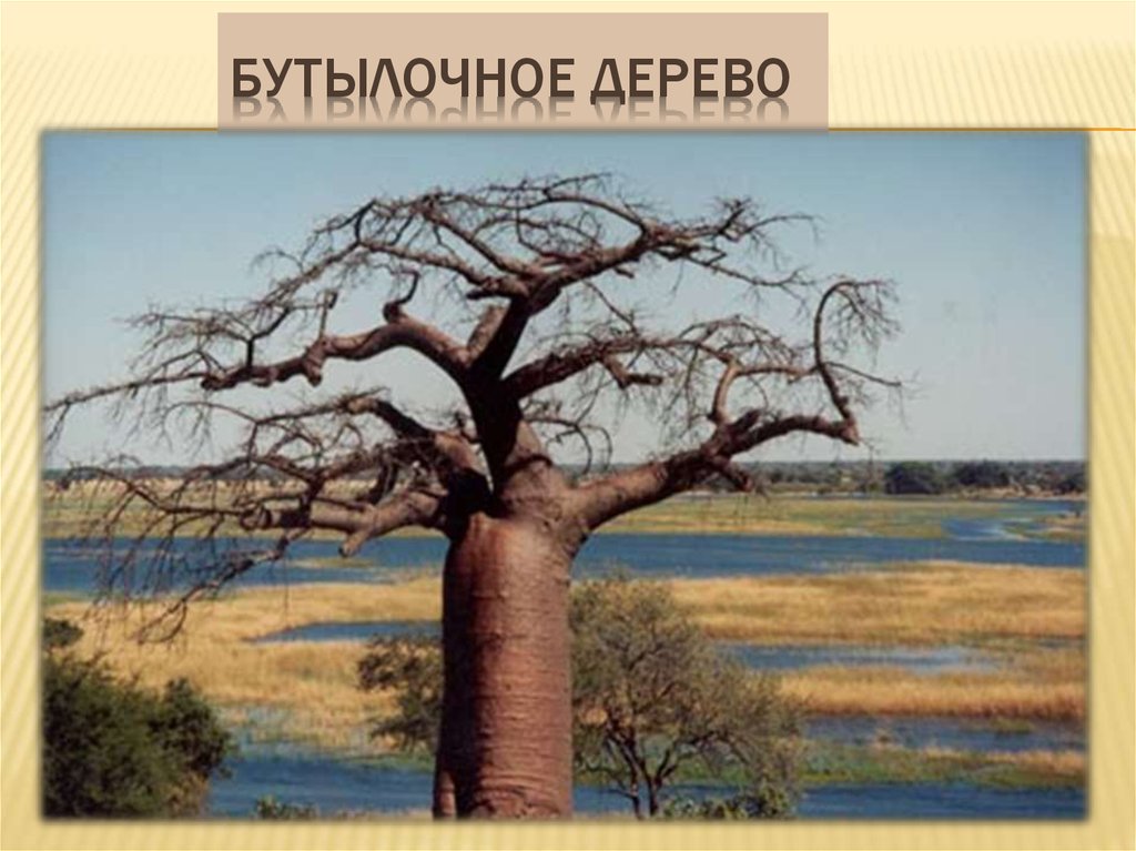 Бутылочное дерево природная зона. Баобаб в Австралии. Моринга бутылочное дерево. Бутылочное дерево Африки. Дерево фляга.