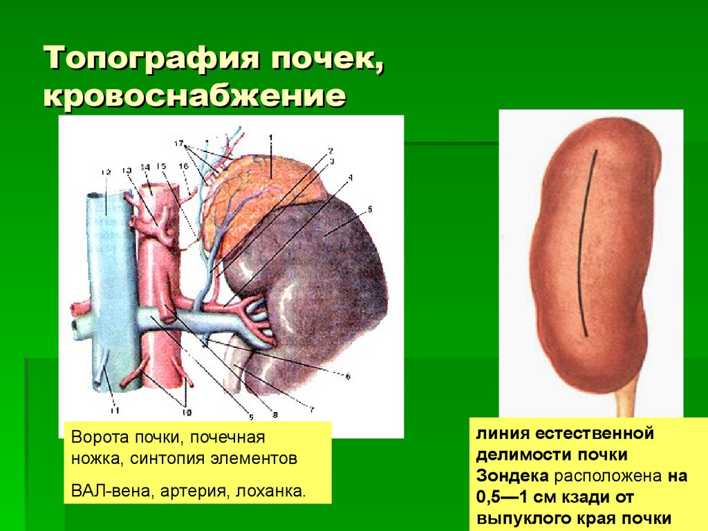 Укажите края почки. Топография почек сбоку. Линия почек Куприянова-Зондека. Топографическая анатомия почек. Кровоснабжение почки.